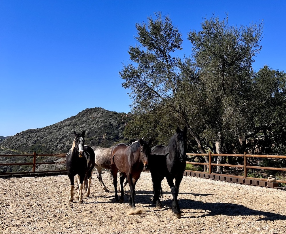 horses horses